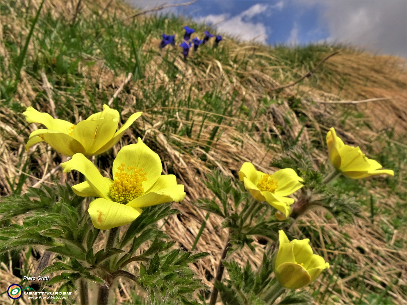 33 Accanto alla Gentiana acaulis inizia la fioritura di Pulsatilla alpina sulphurea (Anemone sulfureo).JPG